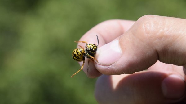 Pourquoi connaître les premiers soins contre les piqûres de guêpes peut vous sauver ?